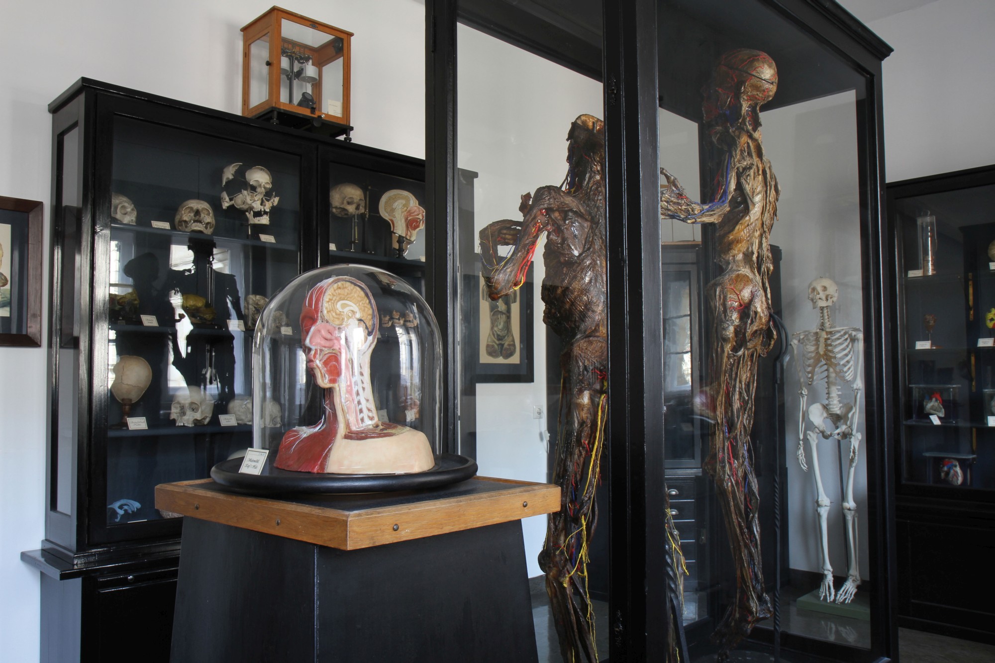 Various models and two full body preparations in the Anatomical Collection (Image: Georg Pöhlein)