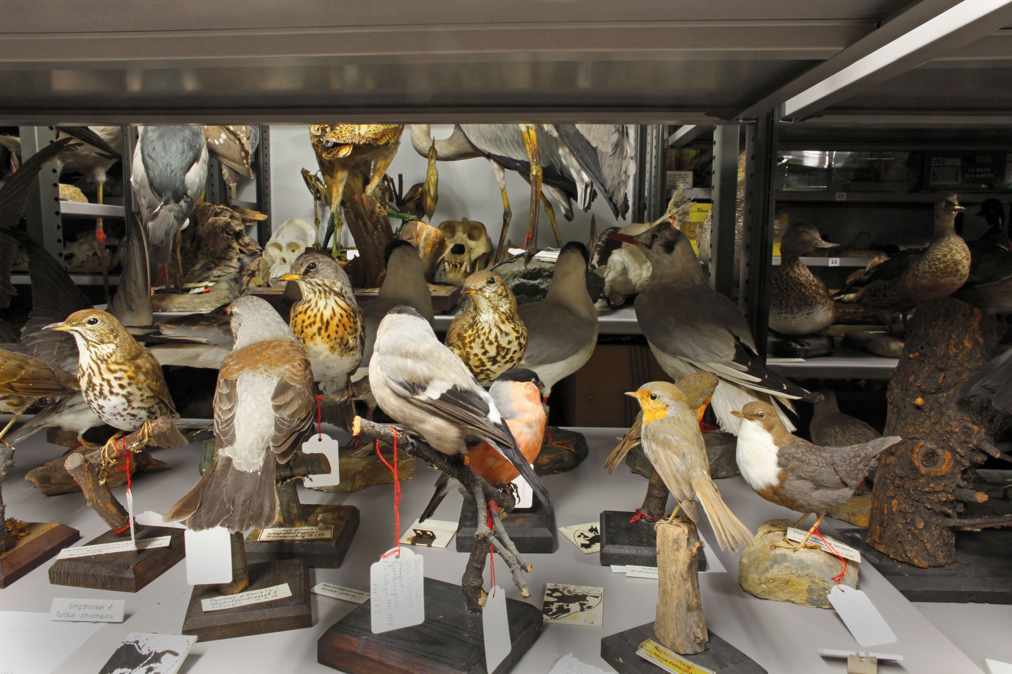 Stuffed birds in the Zoological Collection’s storerooms (Image: Georg Pöhlein)
