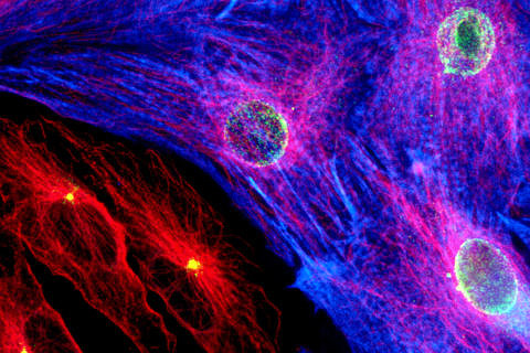 Cardiac muscle cells. (Photo: David C. Zebrowski, Felix B. Engel)