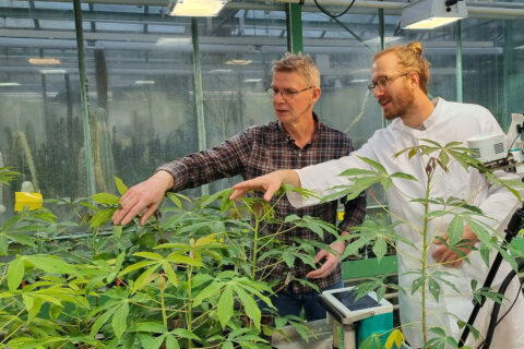 The CASS project is led by Prof. Dr. Uwe Sonnewald (left), holder of the Chair of Biochemistry at FAU. Here he is studying the cassava plants with Yannick Schnauhuber.