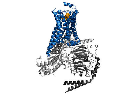 Illustration of a G-protein coupled receptor in a complex with an active agent. (Image: FAU)