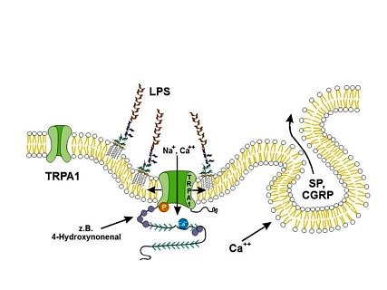 Diagram of the newly discovered molecular mechanism: the fat in the LPS molecules penetrates the nerve cell membrane. This causes the TRPA1 ion channel to open, allowing sodium and calcium ions to enter and stimulate the fine branches of the nerves. The neuropeptides (SP, CGRP) released cause neurogenic inflammation. 4-hydroxynonenal is an example of a harmful substance produced by the body during inflammatory processes. (Image: FAU)