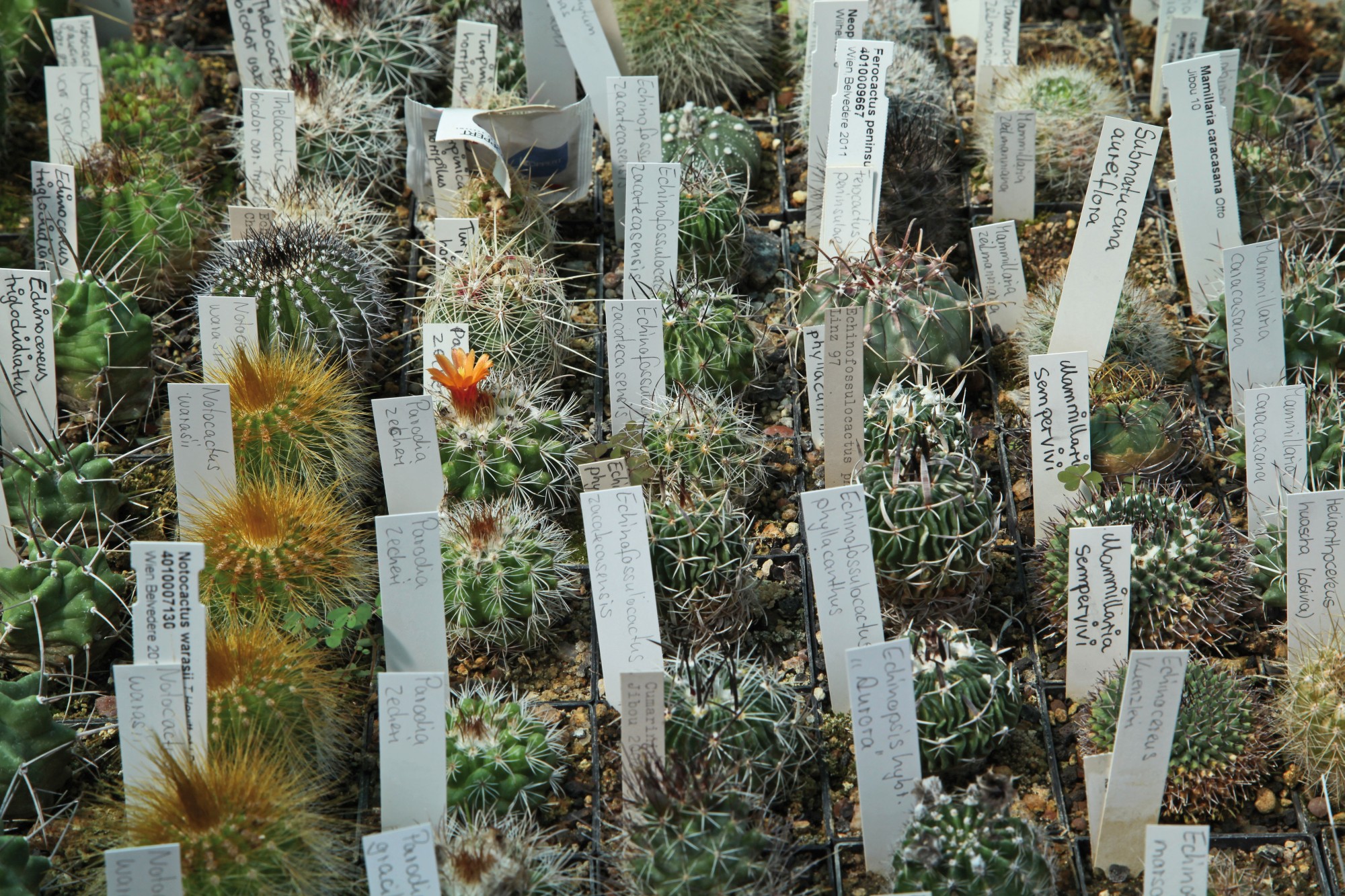 Cactus collection in the Botanical Garden (Image: Georg Pöhlein)