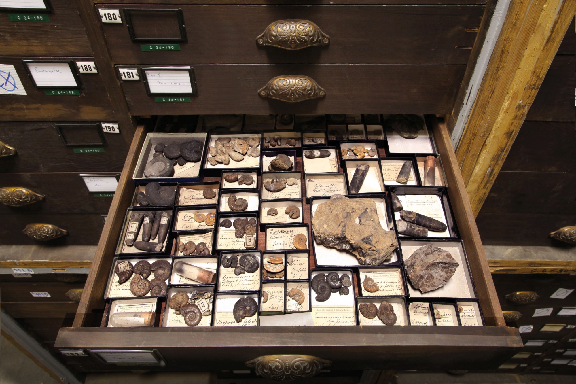Ammonites and belemnites in the historical part of the Geological Collection (Image: Georg Pöhlein)