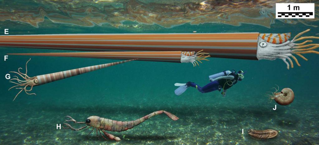 A human being looks tiny in comparison with these reconstructions of gigantic marine invertebrates from the Palaeozoic Era. Arthropods: E) Nautiloid Endoceras giganteum, Upper Ordovician, USA, body length: approx. 9 metres; F) Nautiloid Endoceras giganteum, Upper Ordovician, USA, reconstructed body length: approx. 4.5 metres (based on an example from Harvard University's Museum of Comparative Zoology); G) Nautiloid Deiroceras hollardi, Lower Devonian, Morocco, reconstructed body length: 3 metres; J) Ammonite Carinoceras sp., Upper Devonian, USA max. body diameter: 50 centimetres. Cephalopods: H) Sea scorpion Jaekelopterus rhenaniae, Lower Devonian, Germany, reconstructed length: 2.5 metres (without chelicerae); I) Trilobite Hungioides bohemicus, Upper Ordovician, Portugal, length: 80–90 centimetres. (Image: Christian Klug, taken from Klug et al. 2014)