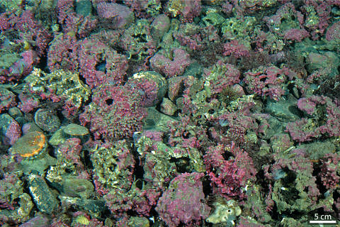 The hollow rhodoliths that occur in the waters around Svalbard. This image shows rhodoliths on the sea floor off the north coast of the group of islands at a depth of 42 metres. (Image: Geomar)