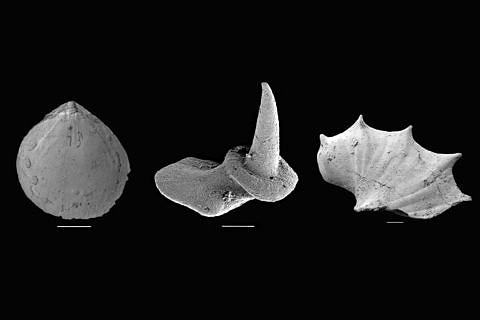 Examples of the oldest fossils of shelled animals from the early Cambrian Period. Image: Li Na