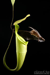 A Hardwicke's woolly bat flying into its roost: the pitcher of the carnivorous plant Nepenthes hemsleyana. This pitcher has a strong sound-reflecting structure on its inner back wall directly above the mouth of the pitcher, which allows its inhabitants to find it easily. Photo: Ch'ien C. Lee/www.wildborneo.com.my