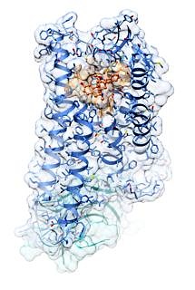 3D structures of receptors and the proteins that they activate should help researchers develop specific medications. The image shows the crystal structure of the μ-opioid receptor-agonist complex in its activated state (orange: agonist BU72; blue: μ-opioid receptor; turquoise: nanobody imitating G protein). A team of researchers, including members from FAU, have now uncovered the exact structure. (Image: Ralf Kling, FAU)