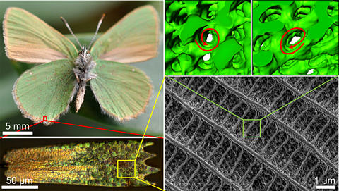 An impression of the colour determining microstructure of the Green Hairstreak butterfly: the wings are formed from thousands of Chitin scales which are in turn formed from hundreds of photonic crystals, which give this butterfly its colour. Using electron tomography, FAU researchers were able to show that the chiral crystals occur naturally both right-handed and left-handed (see spiral arrow on the top right). (Image: CENEM/FAU)
