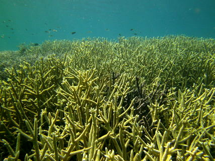 Coral Acropora