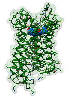 3D structural model of the new analgesic PZM21 (blue with red and yellow) bonded to the μ-opioid receptor (green) responsible for its effect. (Image: FAU/Jonas Kaindl)