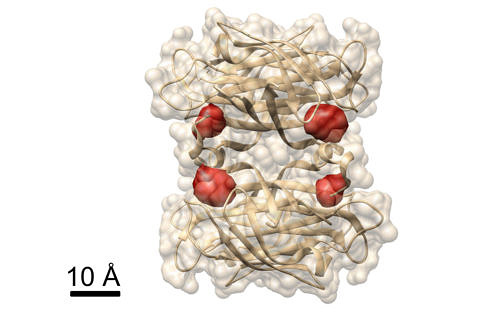 View of a protein