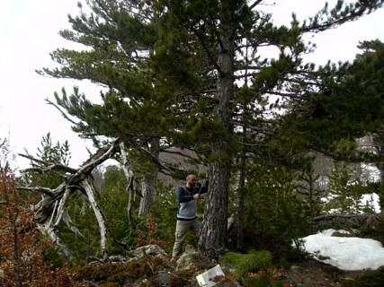 Doctoral candidate Martin Häusser uses an increment borer to take a sample from a black pine. The wood core samples obtained in this way provide the researcher with information on the age of trees and their annual growth rates. (Image: (Image:FAU/Sonja Szymczak)