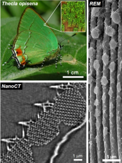 The neotropical butterfly Thecla opisena owes its iridescent green colour to the optical properties of millions of photonic crystals (periodic structures made of chitin) which are arranged on the butterfly wing scales. As demonstrated in the scanning electron microscopy (SEM) image (right), the photonic crystal domains are isolated and increase in size from the base to the tip of the scale. These findings allow the scientists to open up fascinating insights into the time-dependent development of such crystals during metamorphosis. Especially high-resolution X-ray tomography (NanoCT, bottom left: slice through a reconstructed tomogram) enables a unique opportunity for a non-destructive investigation of the relationship between the inner structure of the photonic crystals and their shape-giving membranes. (SEM: B. Wilts, NanoCT: CENEM/Zeiss-Xradia)