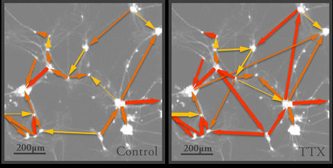 Nerve cell networks visualised using high-speed fluorescent microscopy
