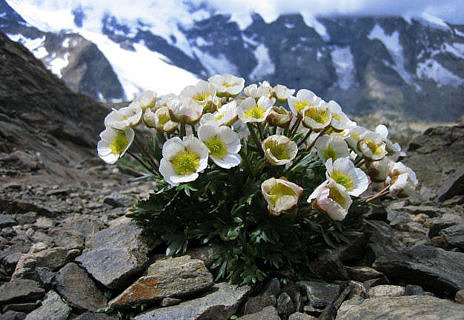 Towards entry "Plants conquer Europe&apos;s peaks at an ever increasing rate"