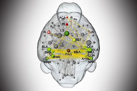 The discovery of a neuronal hot spot in the brain controlling fear opens a new window for drug development. (Image: IMP)