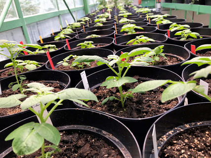 A team of biochemists at FAU led by Prof. Dr. Uwe Sonnewald have discovered why potato plants form significantly lower numbers of tubers or sometimes none at all at higher temperatures. A small RNA is responsible for this effect. They have even succeeded in deactivating this RNA to create potato plants that are resistant to high temperatures (image: FAU/Rabih Mehdi).