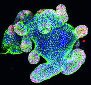 Intestinal organoid of epithelial cells (green) to investigate cell division and death in culture vessels: dividing cells are stained red, cell nuclei blue.