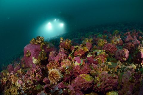 Unterwasserwelt
