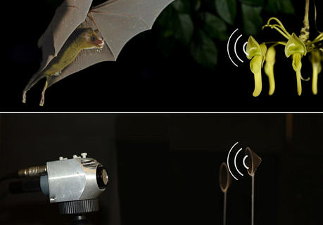 Bat, Flower and sonarsystem