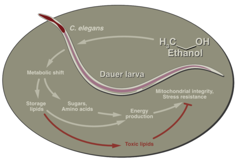 metabolic switch triggered by alcohol