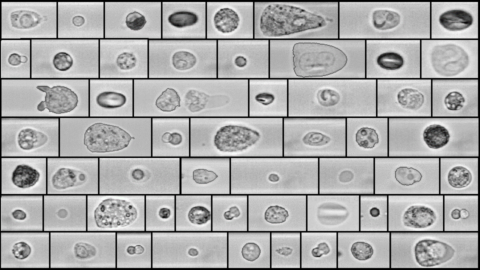 Microscopic images of different cells.