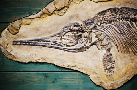 Fossil of a Ichtyosaurus