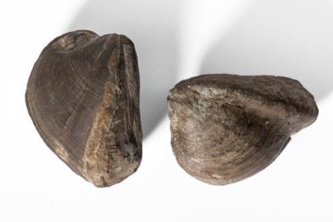 This image shows two fossilized specimens of the mollusk genus Myophoria from the fossil collections of the Museum für Naturkunde, which became extinct at the end of the Triassic period during a major global warming event.