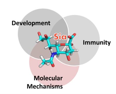 Towards entry "Sugar molecule in the researchers’ spotlight"