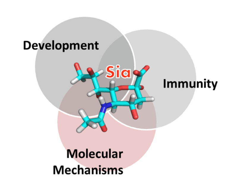 Sugar molecule in the researchers’ spotlight