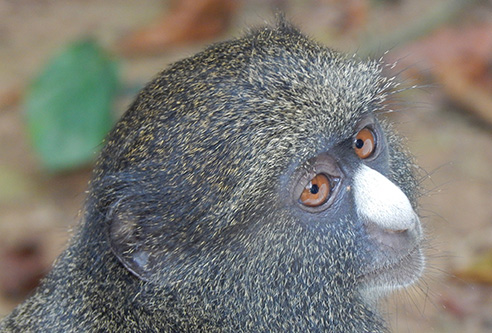 FAU biologist discovers evidence for intentional communication in female putty-nosed monkeys