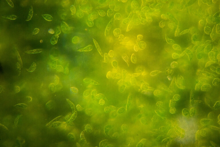 Tapping into the hidden potential of algae