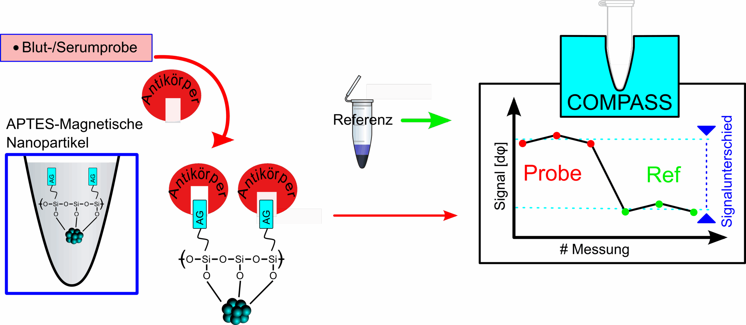 Functionalized nanoparticles can be used to determine specific molecules in samples and sera. (Graphic: SEON)