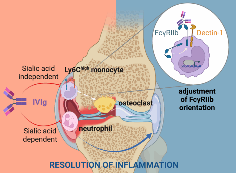 Putting an end to rheumatoid arthritis?