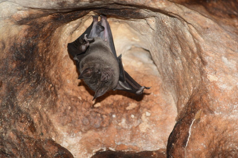 Artificial intelligence and bats – learning how bats fight off parasites