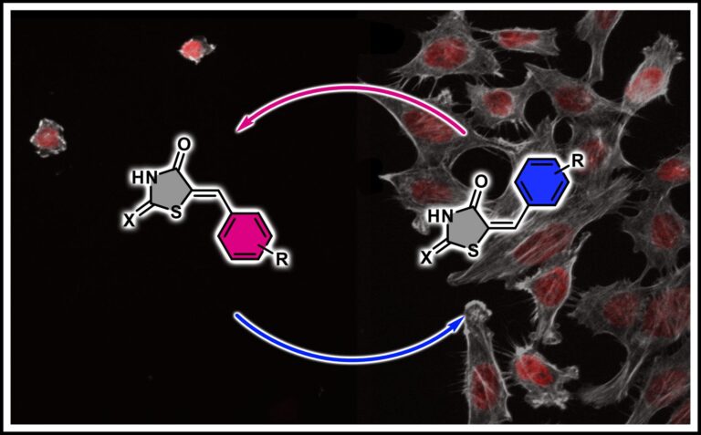 Team of researchers at FAU develops new class of light-sensitive molecules