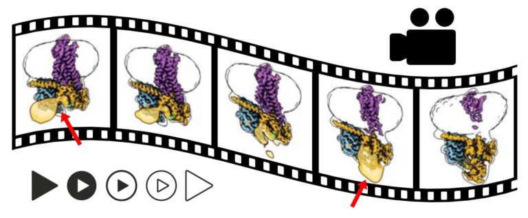 Researchers “film” the activation of an important receptor