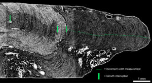 X-ray micro-computed tomography of a rhodolith protuberance. Annual growth increments arevisible as an alternation of bright and dark bandings.