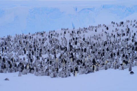 Counting penguins in the Antarctic