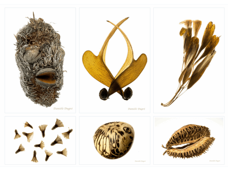 Online photo exhibition “Aesthetics of Seeds”
