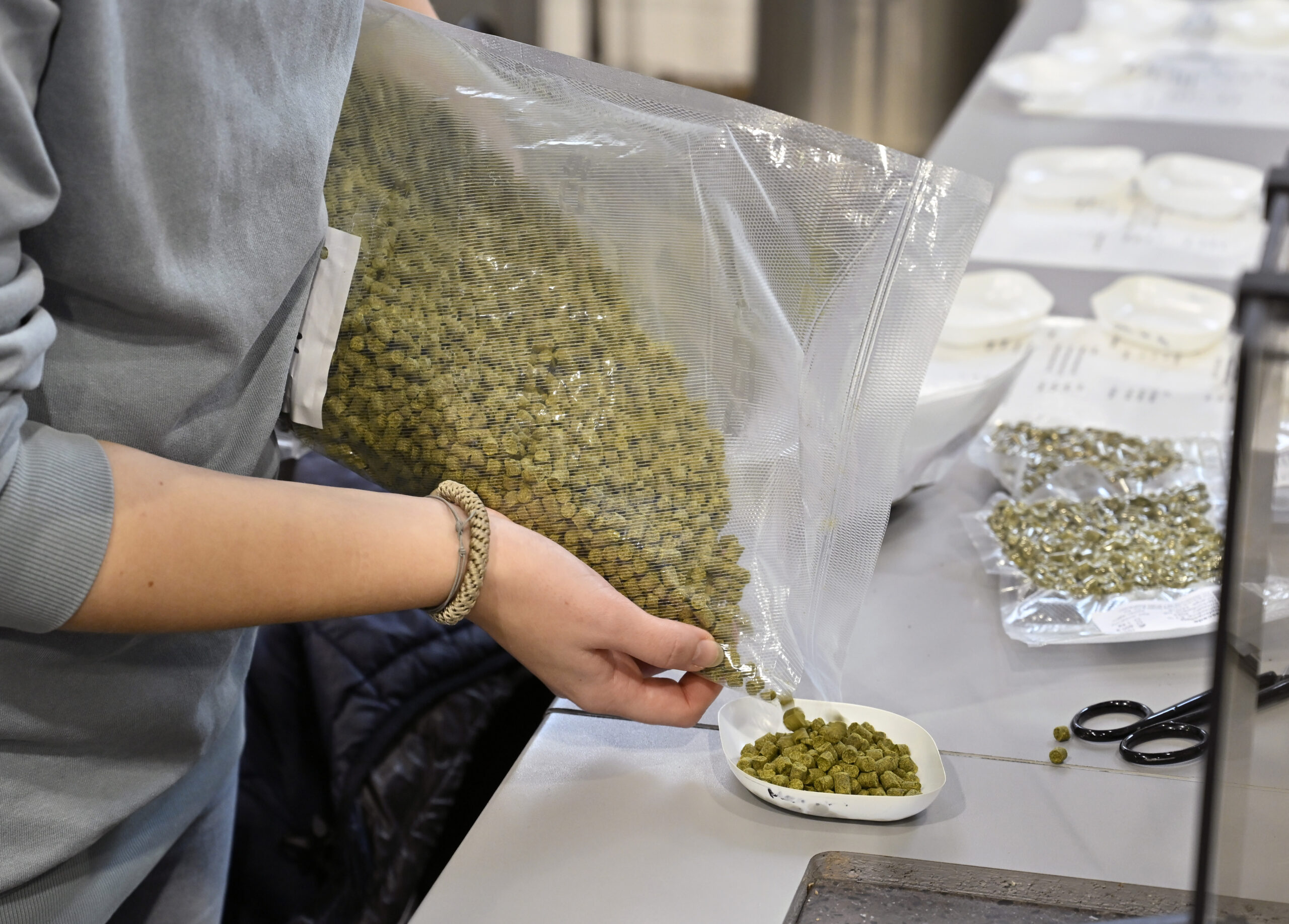 Hops are prepared and weighed.