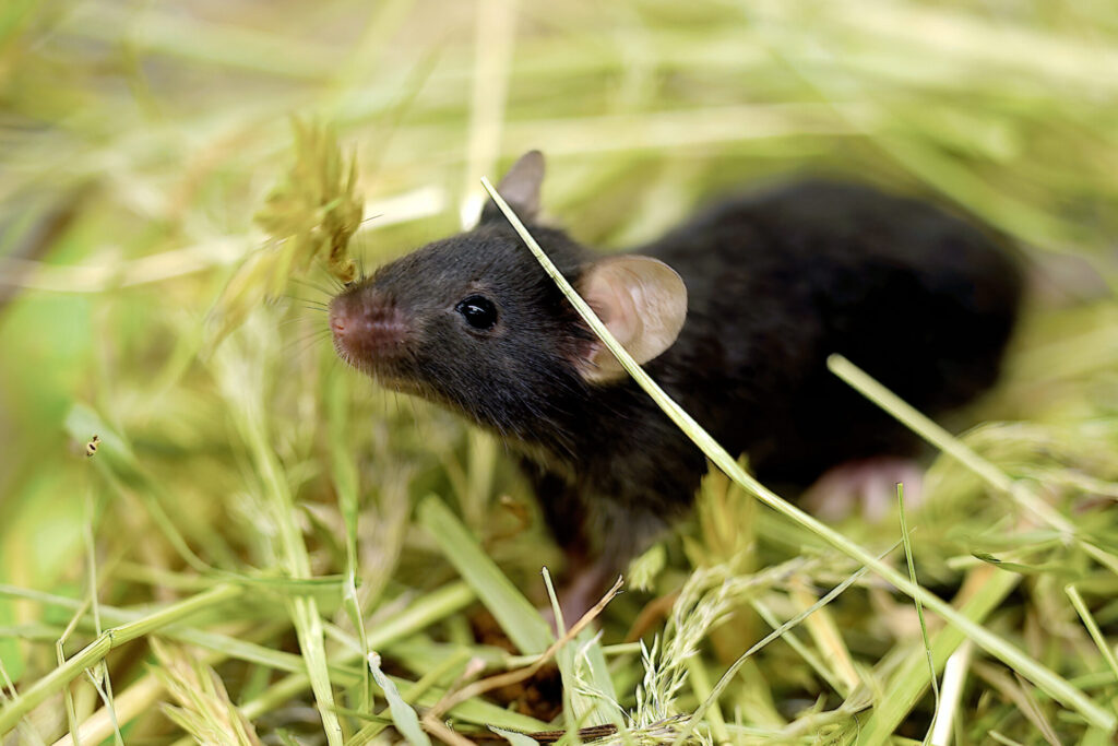 dark-haired mouse sniffs the air