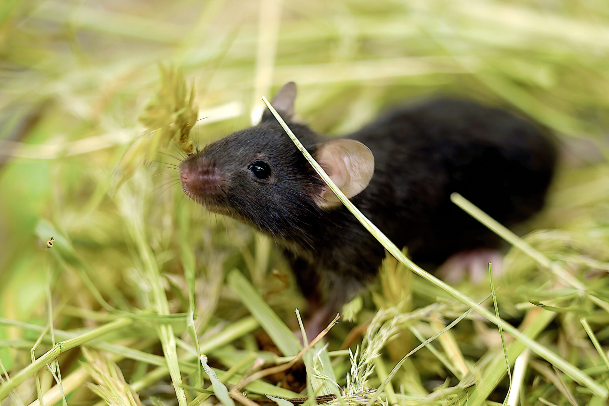 dark-haired mouse sniffs the air