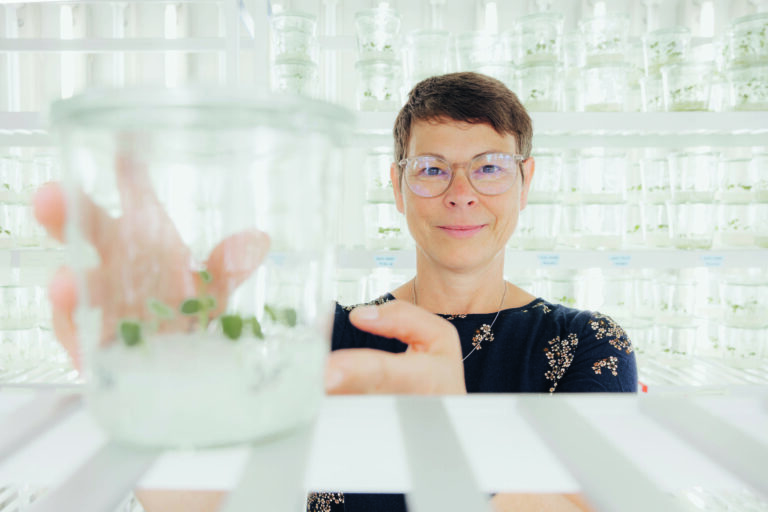 Potatoes for climate change