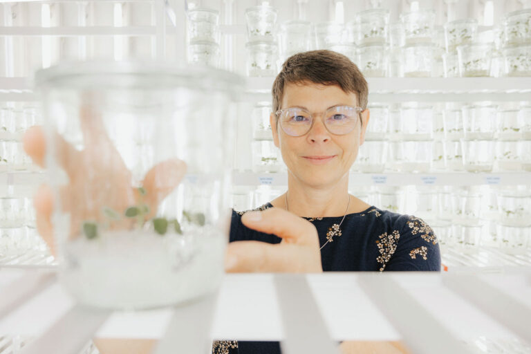 Potatoes for climate change