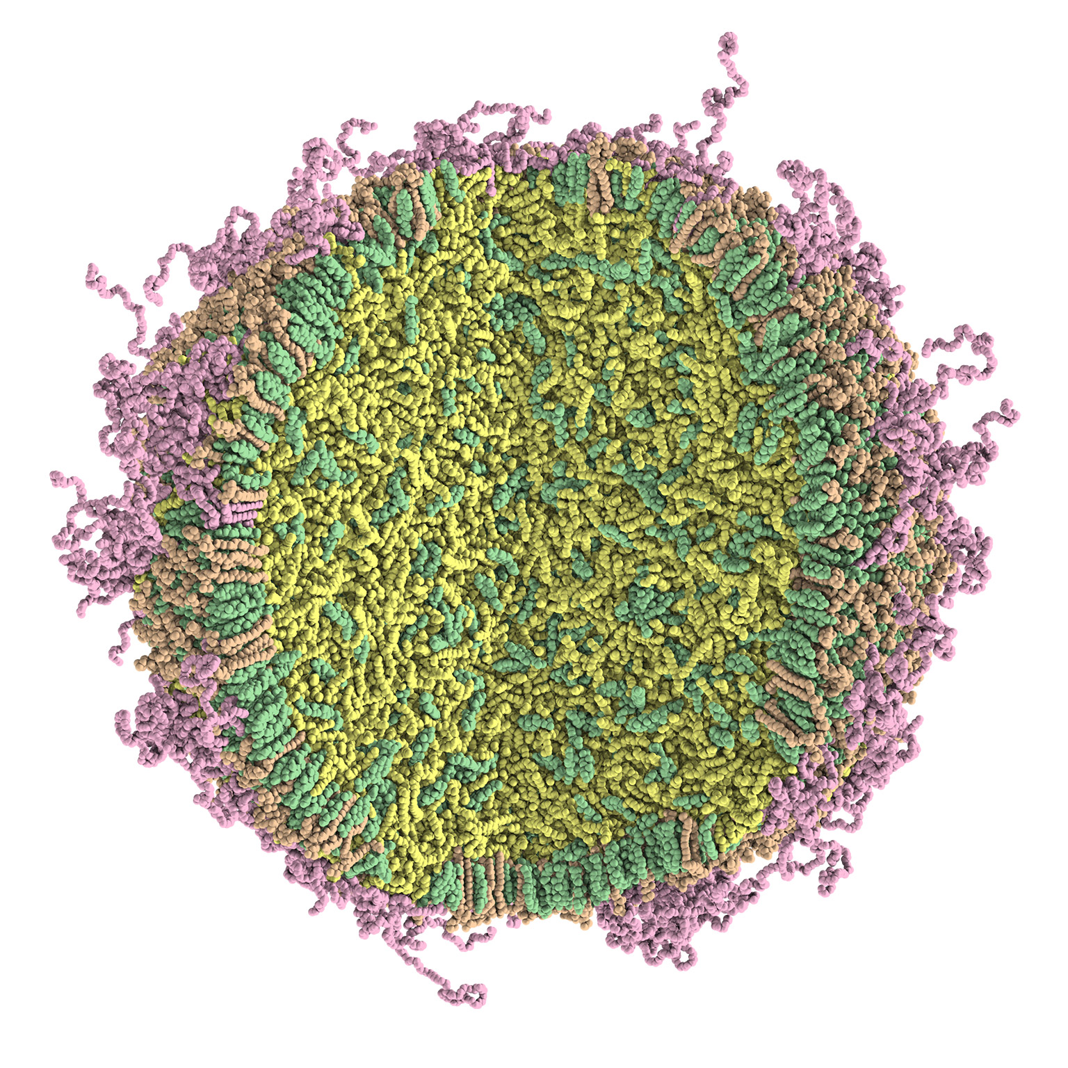 Graphic shows amino lipids.