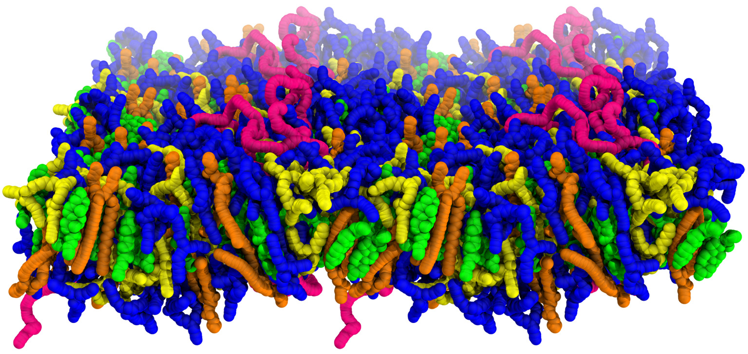 Membrane structure of lipid nanoparticles.