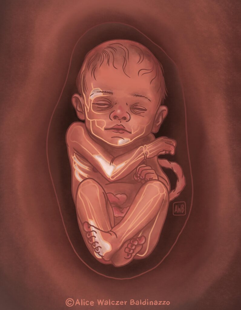 Among other finds, skeletal remains of a Neanderthal fetus dating back approximately 55,000 years were discovered in FAU’s own Sesselfels Cave. These remains were genetically analyzed for the first time. The results support the theory that the late Neanderthals in Bavaria descended from a small group that survived the extreme Ice Age conditions in southwestern France. In the reconstruction drawing, the preserved bones are highlighted in light colors.